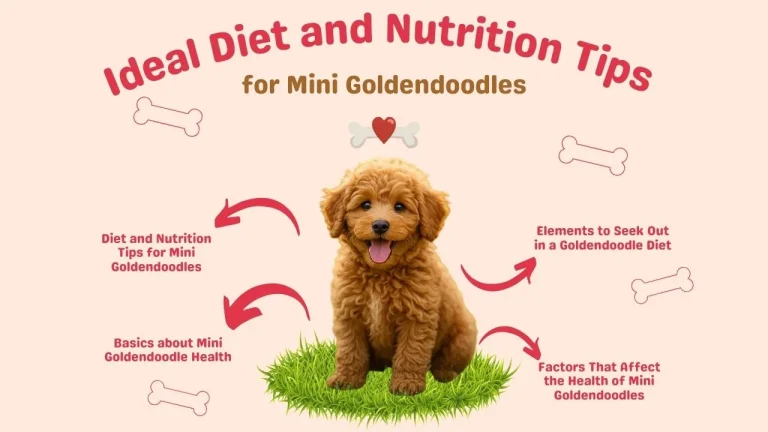 Ideal diet and Nutrition