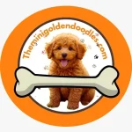 Mini Goldendoodle