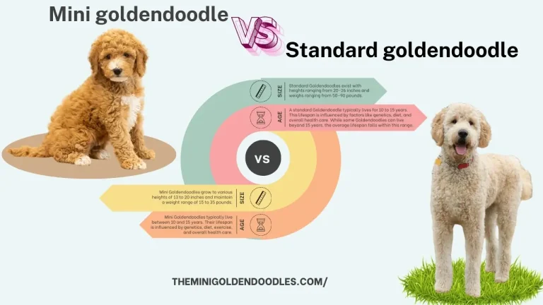 Mini vs Standard Goldendoodle