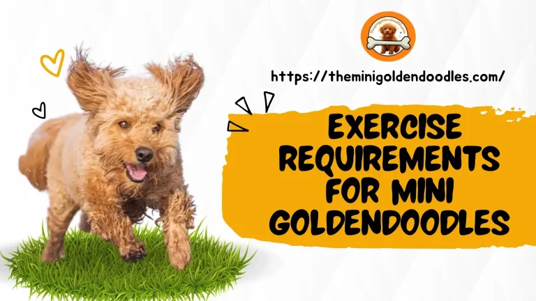Exercise Requirements for Mini Goldendoodles Keeping Them Active and Happy