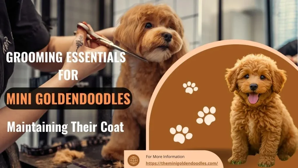 Mini Goldendoodle Grooming Essentials
