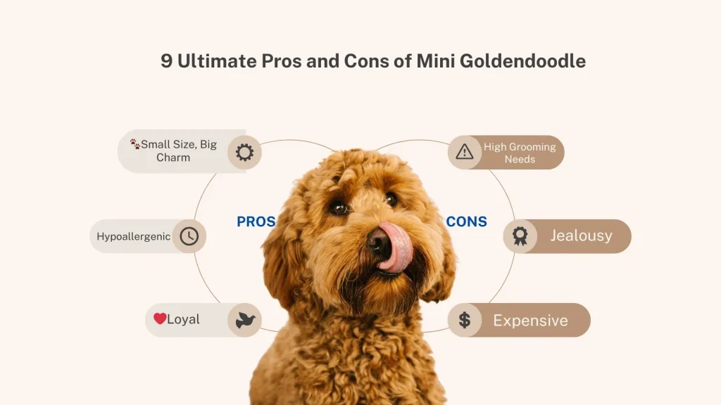 9 Ultimate Pros and Cons of Mini Goldendoodle