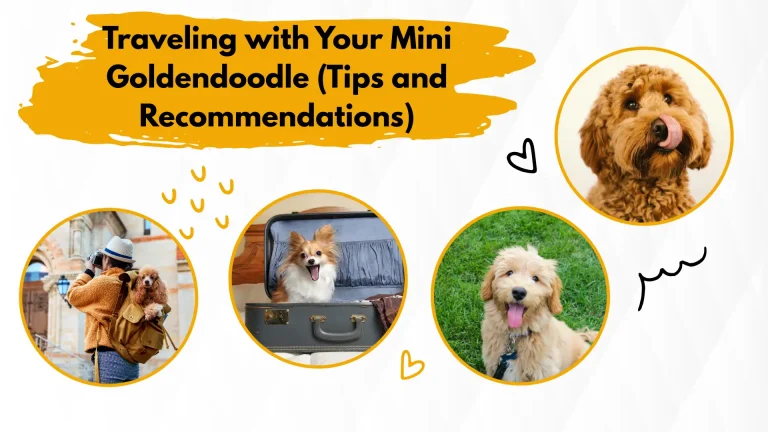 Traveling with Your Mini Goldendoodle (Tips and Recommendations)