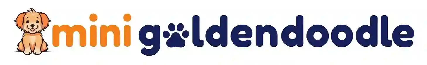 Mini Goldendoodle